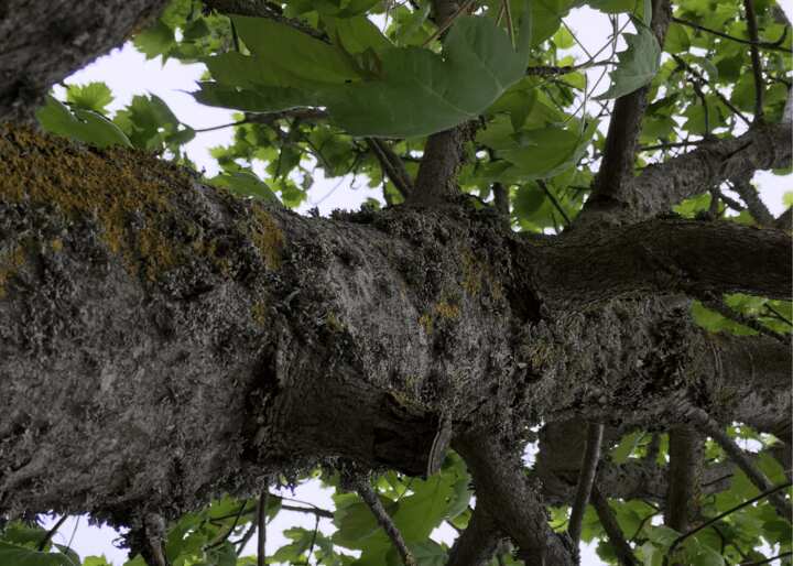 Tree Stump Removal Tulsa OK