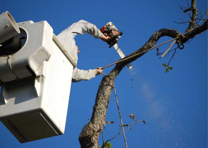 Tree Stump Removal Tulsa OK