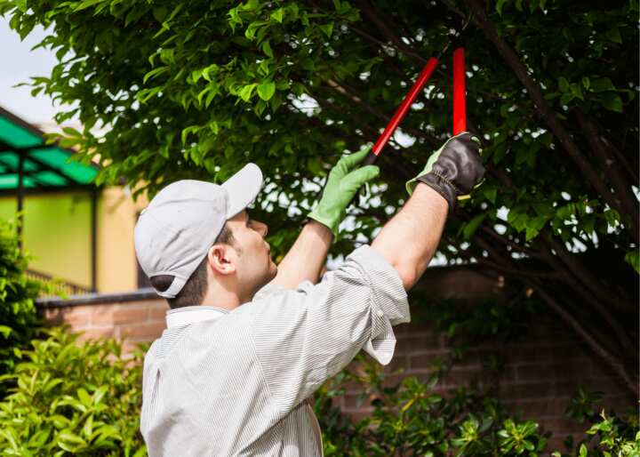 Tree Stump Removal Tulsa OK