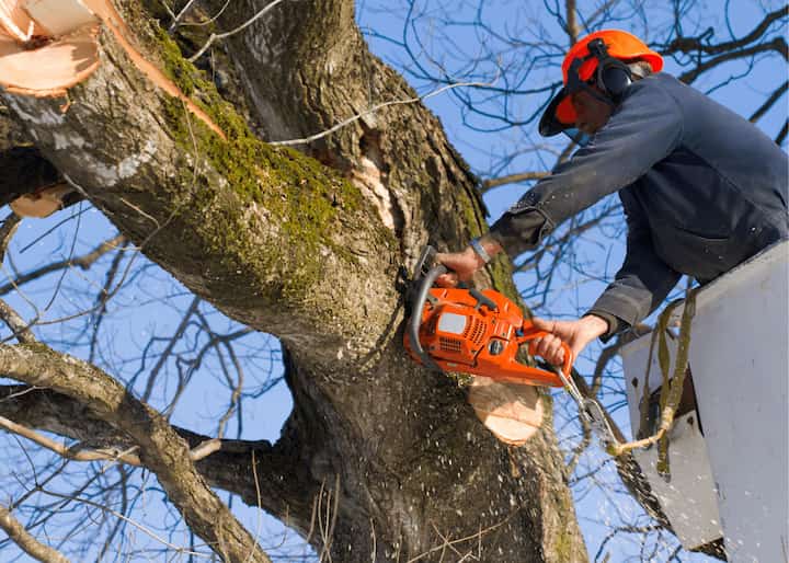 Tree Stump Removal Tulsa OK