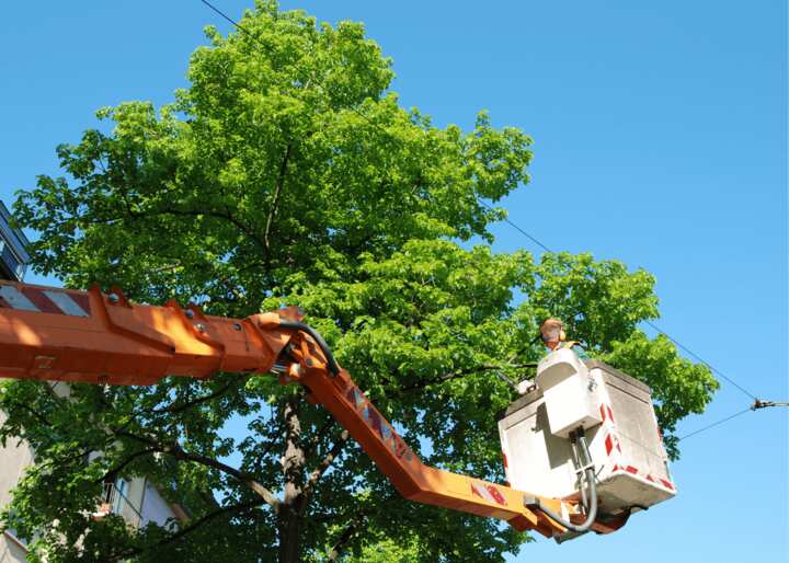 Tree Stump Removal Tulsa OK