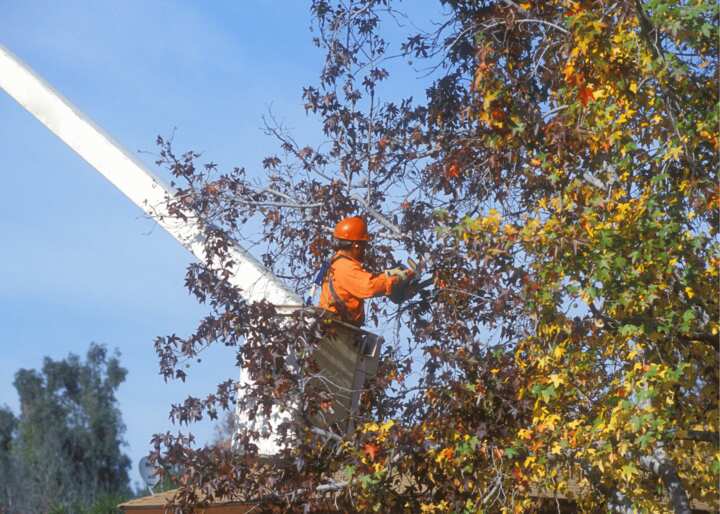Tree Stump Removal Tulsa OK
