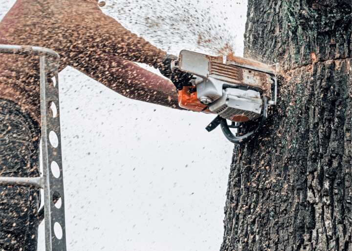 Tree Stump Removal Tulsa OK